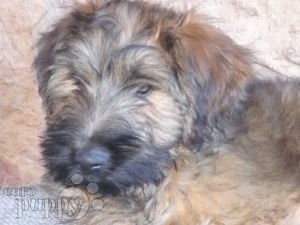 Briard puppy for sale