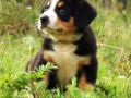 Entlebucher puppy
