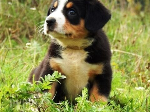Entlebucher puppy for sale