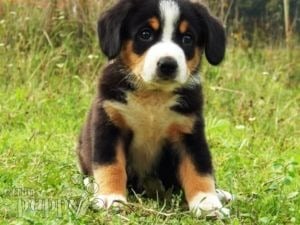 Entlebucher puppy for sale