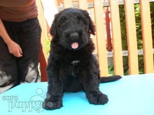 Schwarzer Russischer Terrier welpen kaufen