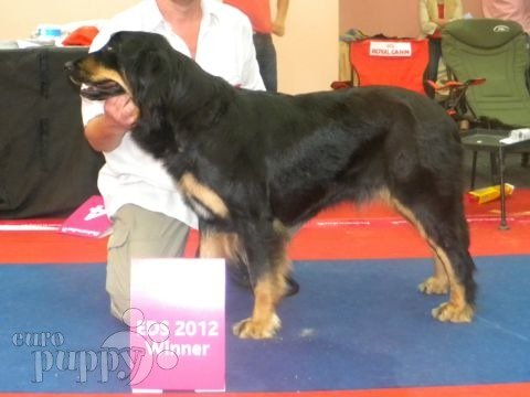 Hovawart puppy