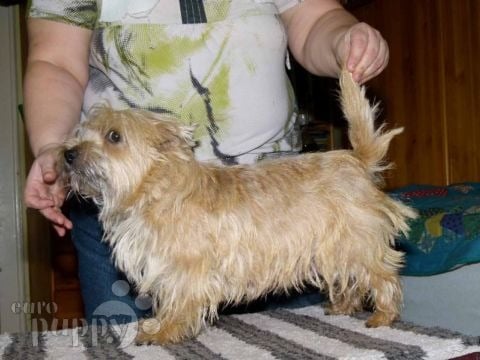 Norwich Terrier puppy for sale