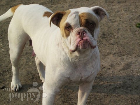 American Bulldog puppy