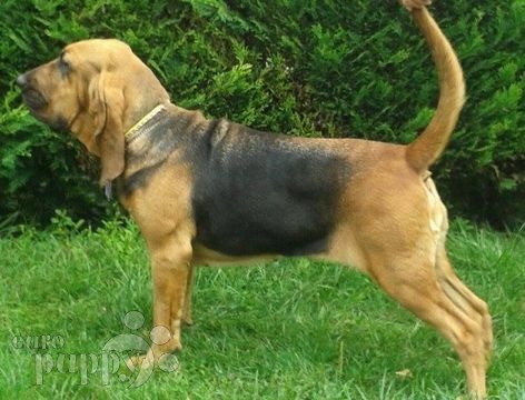 Bloodhound puppy