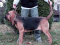 Bloodhound welpen kaufen