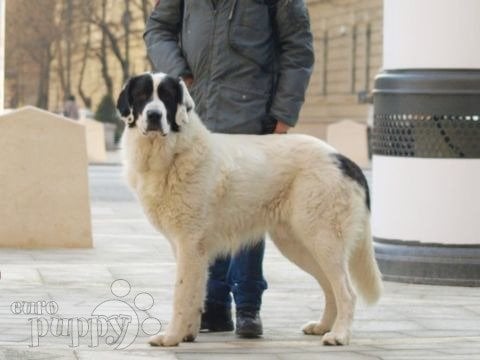 Bucovina Shepherd cachorro en venta