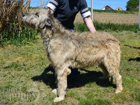 Wolfhound Irlandés cachorro en venta