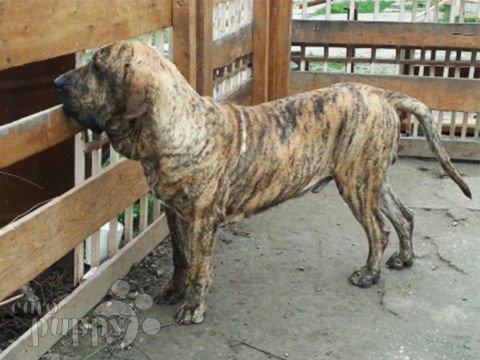Fila Brasileño puppy