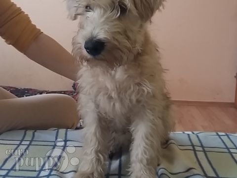 Soft Coated Wheaten Terrier puppy for sale