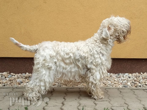 Soft Coated Wheaten Terrier cachorro