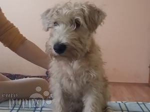 Wheaten terrier golden retriever mix best sale for sale