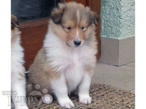 can a rough collie and a miniature pinscher be friends