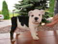 Mini Englishche Bulldog puppy