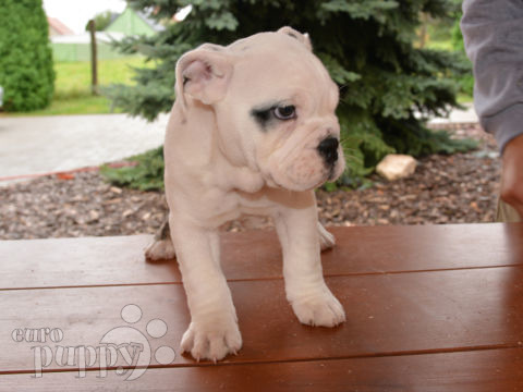 Miniature English Bulldog puppy for sale