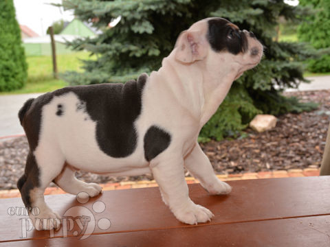 Miniature English Bulldog puppy