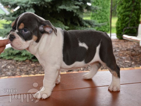 Mini Englishche Bulldog puppy