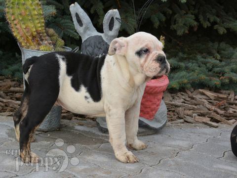 Mini Bulldog Inglés cachorro en venta