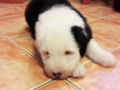 Bobtail puppy for sale