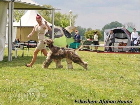 Afghan Hound puppy