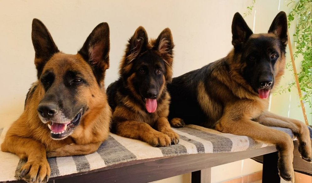 Want your German Shepherd to have Upright Ears? The Facts!