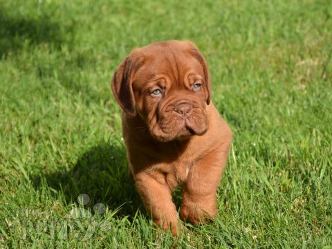 Dogue de Bordeaux puppy