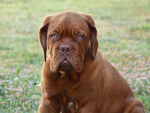 Dogo de Burdeos cachorro en venta