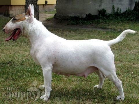 Bull Terrier puppy for sale