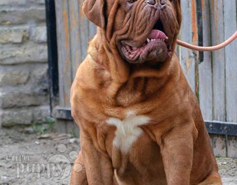 Dogue de Bordeaux puppy for sale