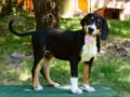Transylvanian Hound puppy for sale