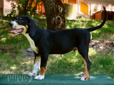 Ungarische Bracke puppy