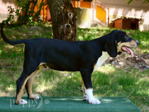 Transylvanian Hound puppy