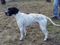 Pointer puppy
