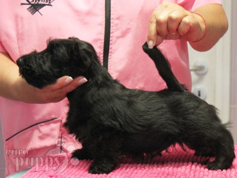 Scottish Terrier puppy for sale