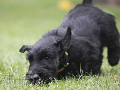 Terrier Escocés cachorro en venta