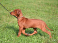 Rhodesian Ridgeback puppy for sale