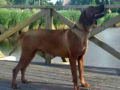 Ridgeback de Rodesia cachorro en venta