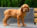 Dogue de Bordeaux puppy