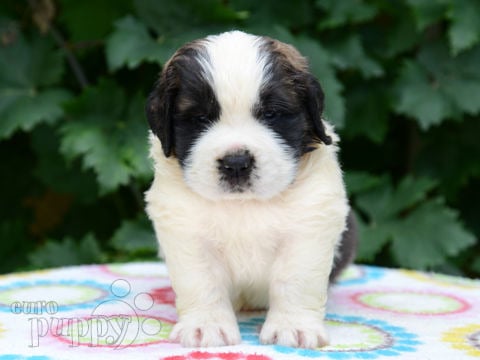 Saint Bernard puppy for sale