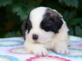 Saint Bernard puppy