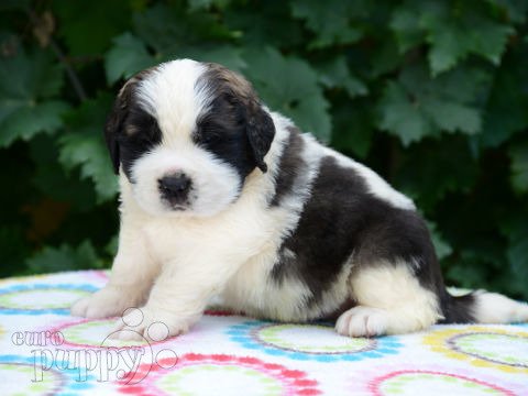 Bernhardiner puppy