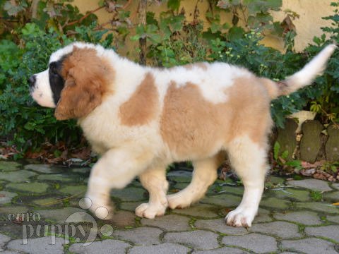 Bernhardiner puppy