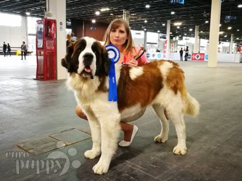 can a saint bernard and a catahoula leopard dog be friends