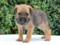 Border Terrier cachorro en venta