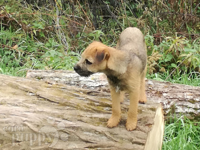 Border Terrier puppy for sale
