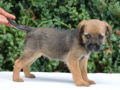 Border Terrier cachorro en venta