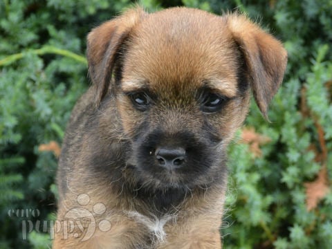 Border Terrier puppy for sale