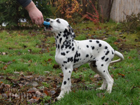 Dalmatiner puppy