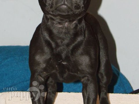 Staffordshire Bull Terrier puppy for sale