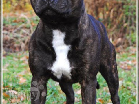 Staffordshire Bull Terrier cachorro en venta
